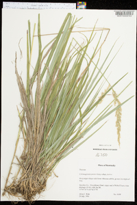 Calamagrostis porteri subsp. porteri image