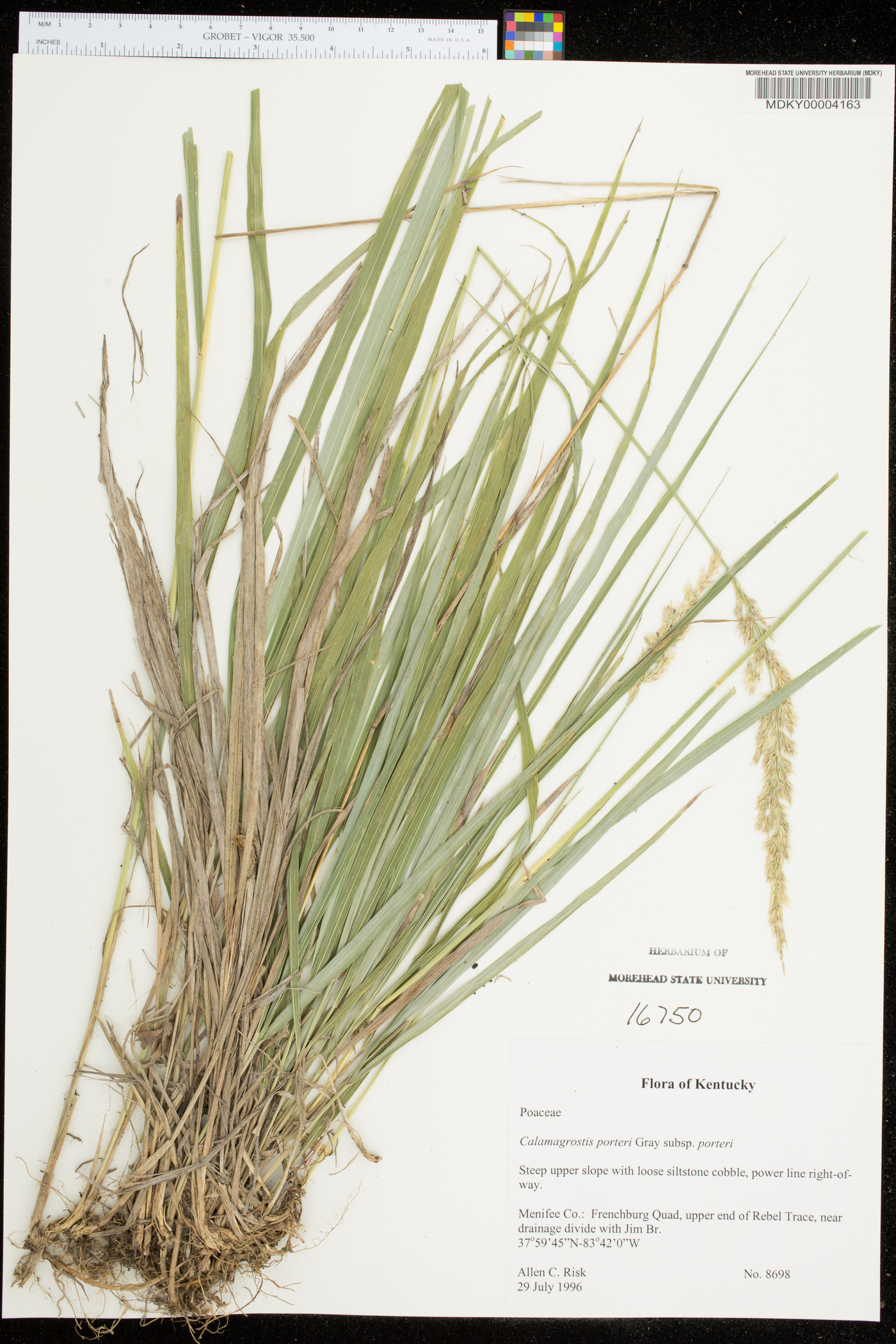 Calamagrostis porteri subsp. porteri image