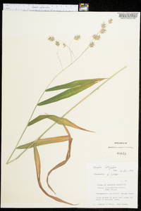 Chasmanthium latifolium image