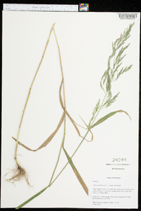 Cinna arundinacea image