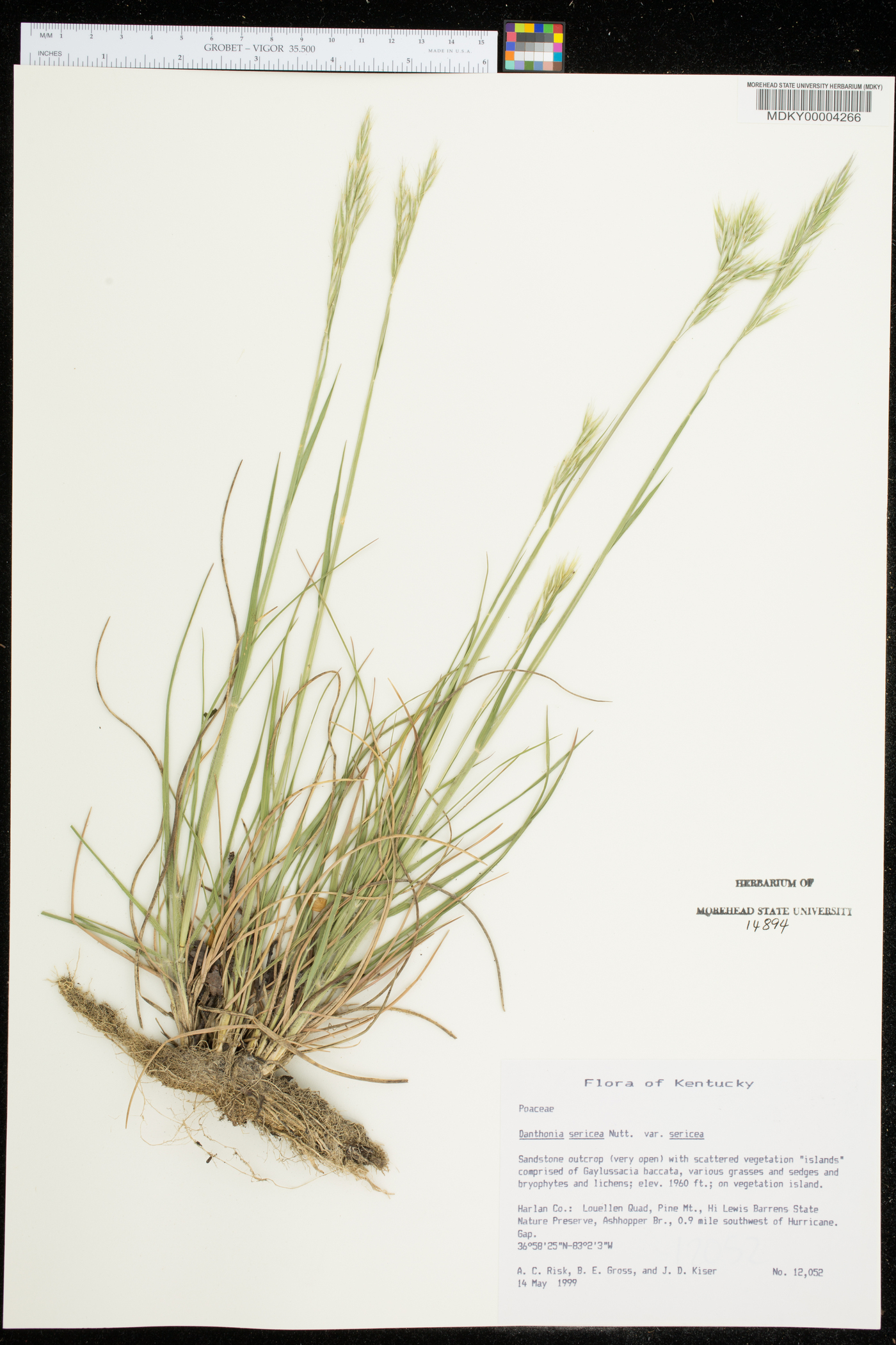 Danthonia sericea image