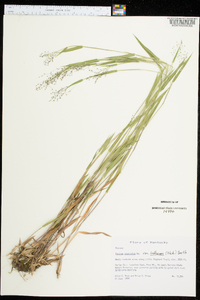 Dichanthelium acuminatum subsp. lindheimeri image