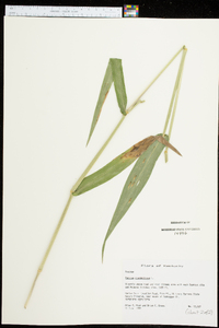 Panicum clandestinum image