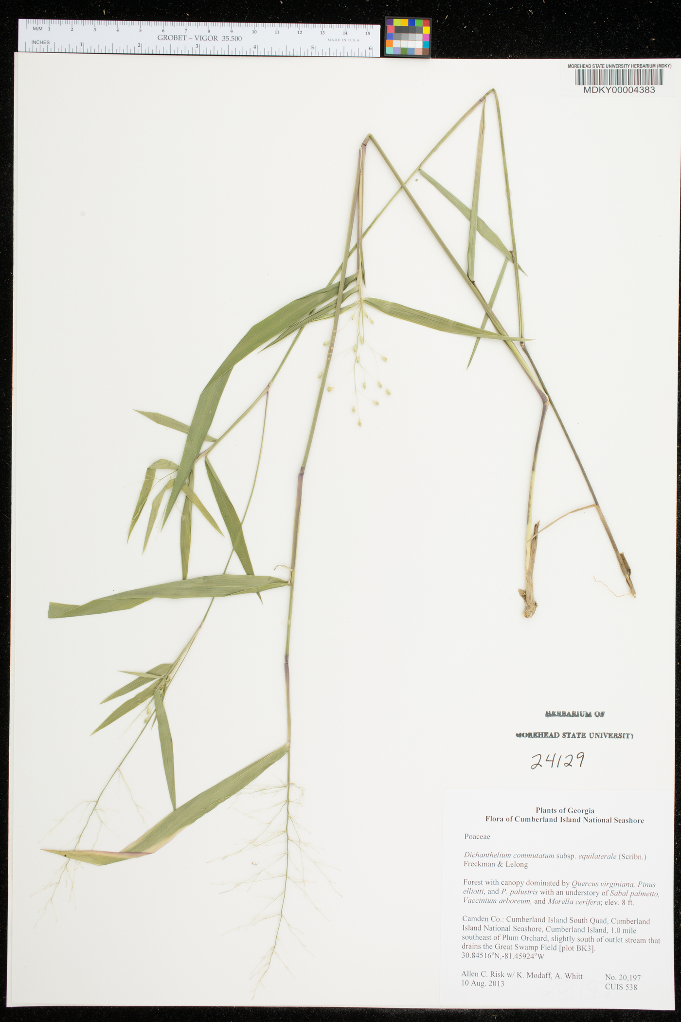 Panicum equilaterale image