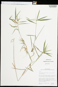 Dichanthelium commutatum subsp. equilatrale image