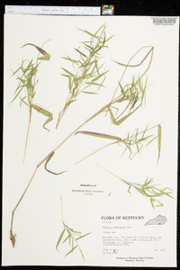 Panicum yadkinense image