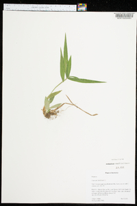 Panicum latifolium image