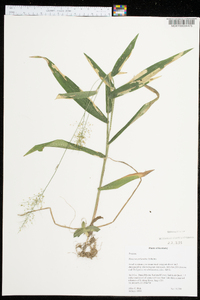 Panicum polyanthes image