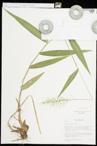 Panicum polyanthes image