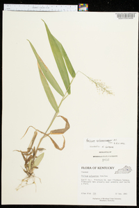 Panicum sphaerocarpon image