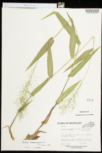 Panicum sphaerocarpon image