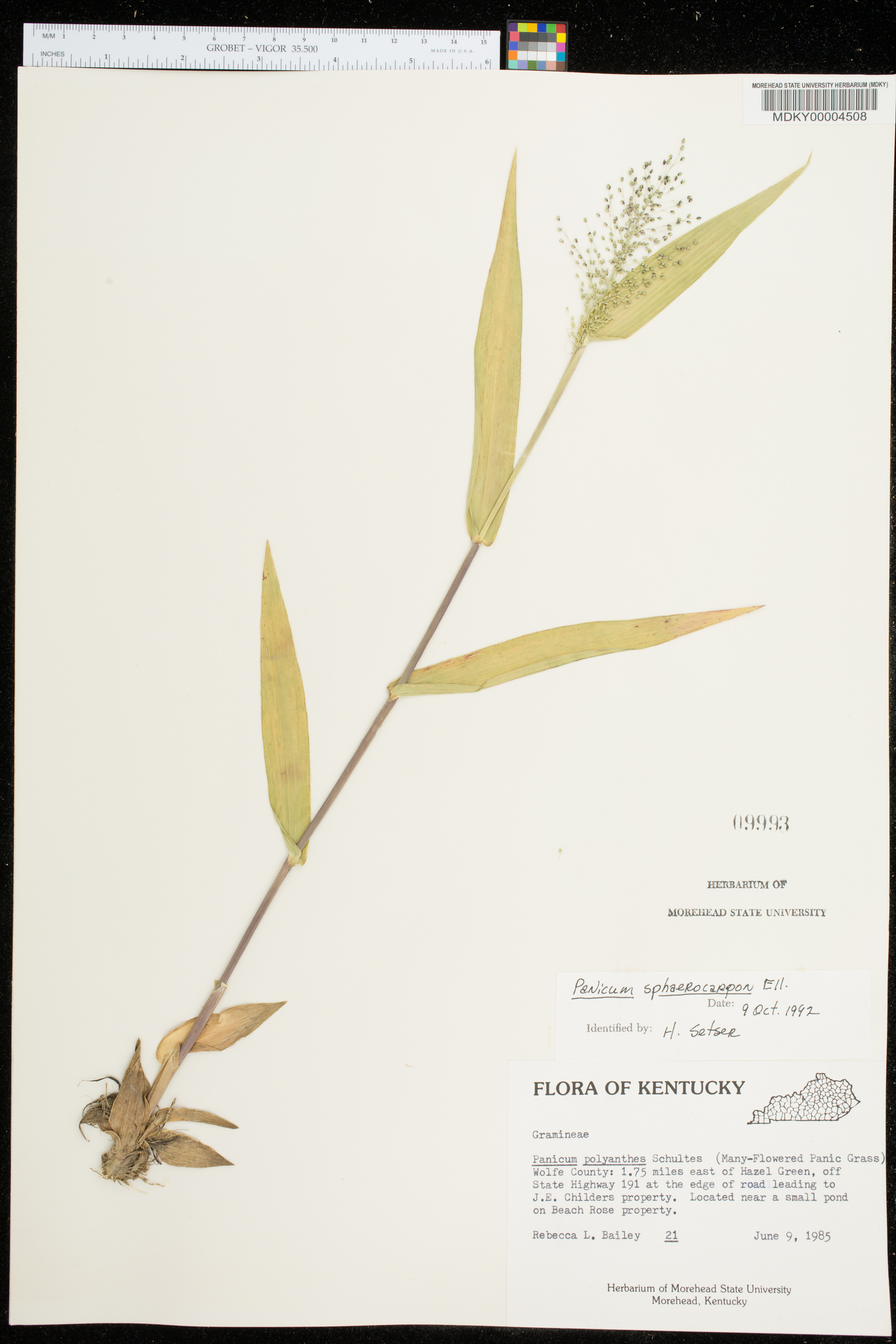 Panicum sphaerocarpon image