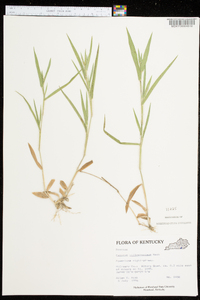 Panicum villosissimum image