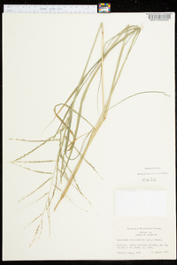 Diplachne fusca subsp. fascicularis image