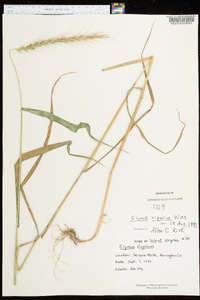 Elymus riparius image