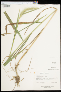 Elymus riparius image