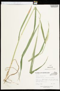 Elymus villosus image