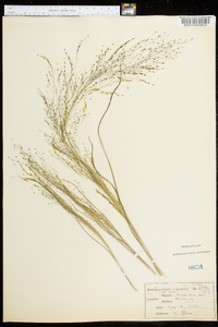 Eragrostis capillaris image