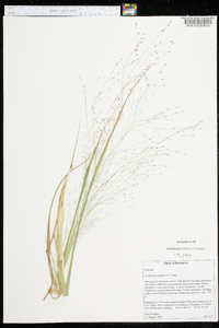 Eragrostis capillaris image