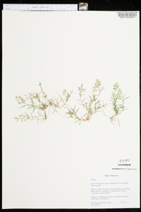 Eragrostis hypnoides image