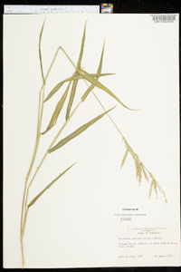 Eriochloa acuminata var. acuminata image