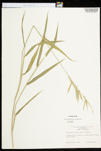 Eriochloa acuminata image