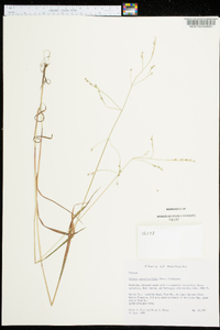 Festuca subverticillata image