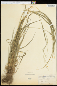 Festuca nutans image