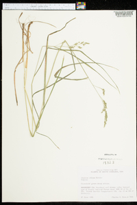 Festuca obtusa image