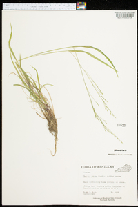 Festuca obtusa image