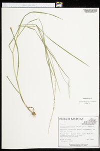 Glyceria melicaria image