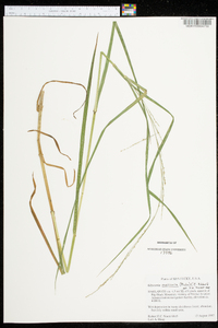 Glyceria melicaria image