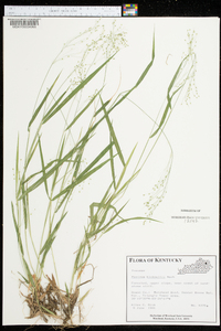 Panicum bicknellii image