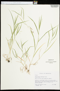 Panicum flexile image