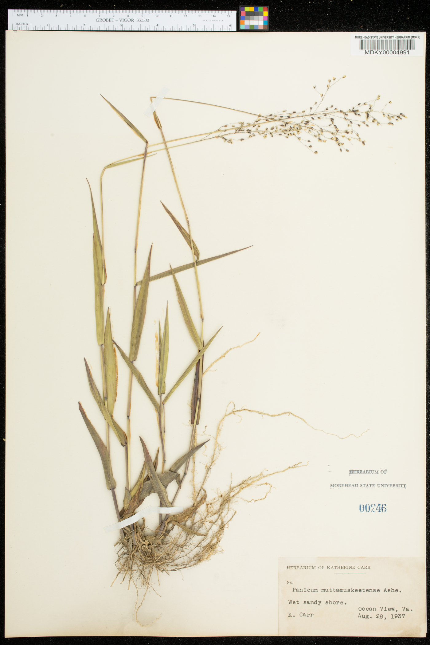 Panicum mattamuskeetense image