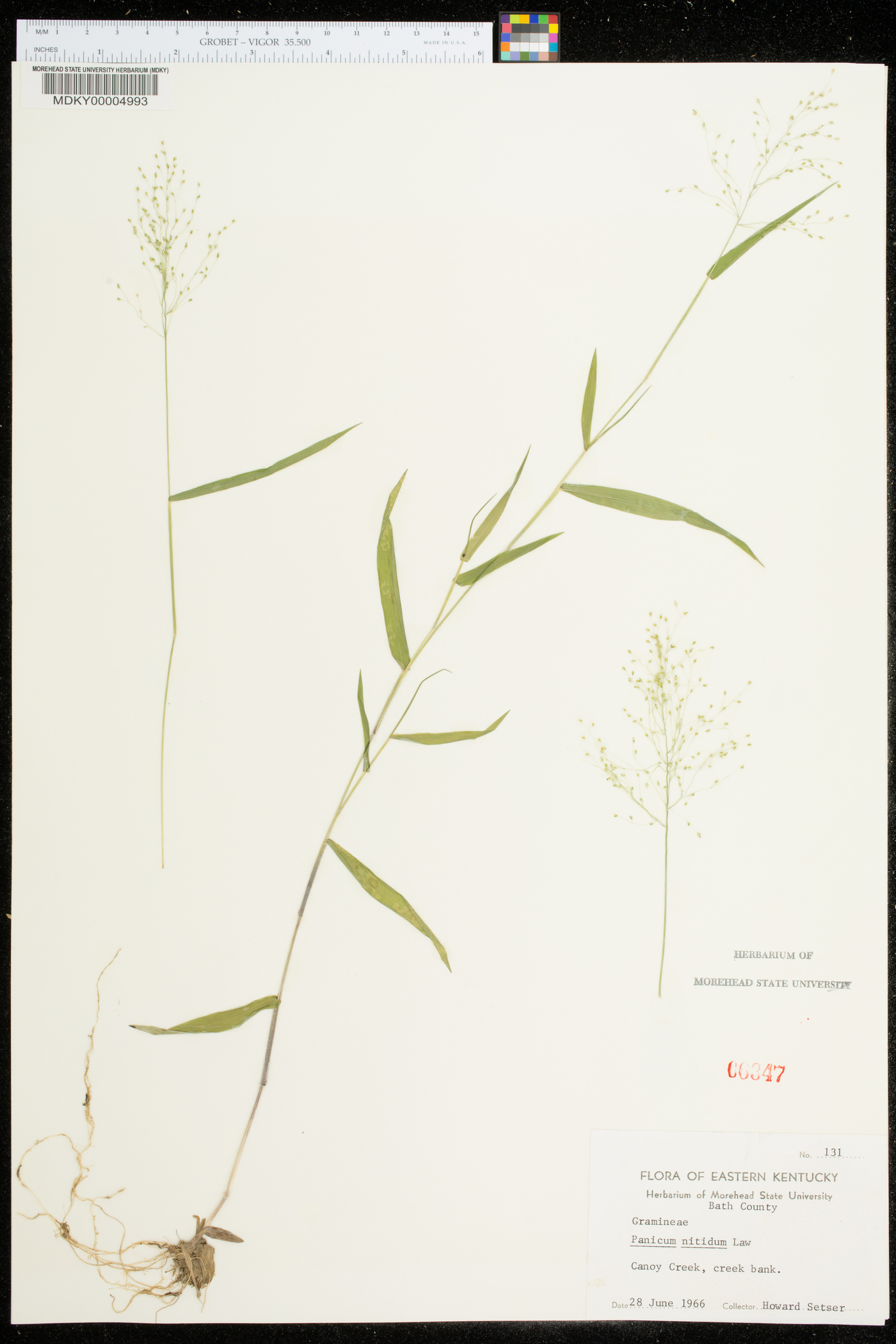 Panicum nitidum image