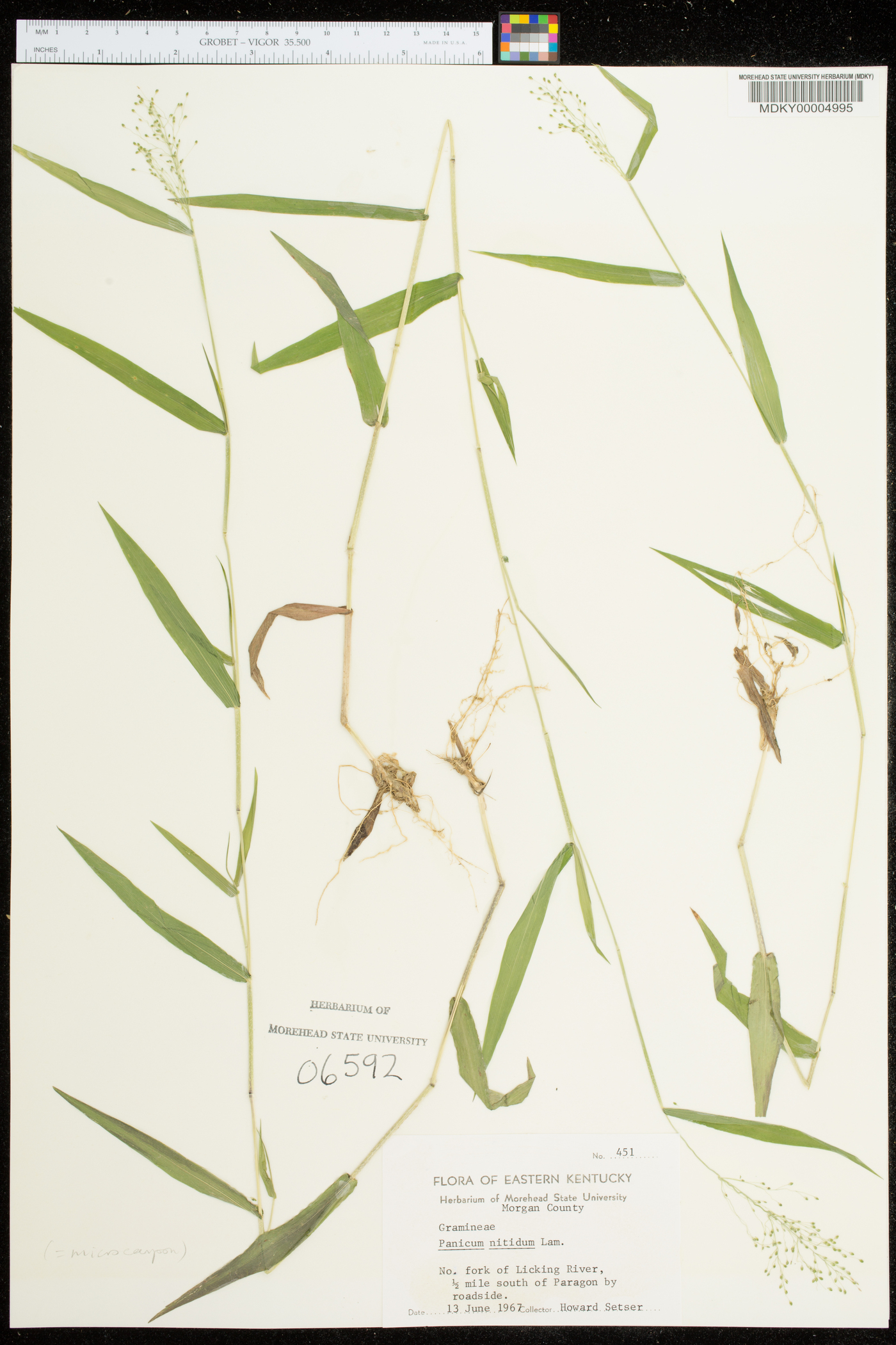 Panicum nitidum image