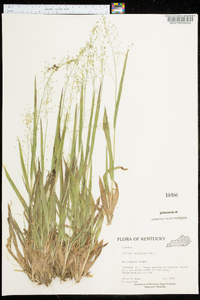 Panicum xalapense image