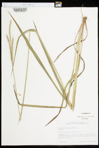 Paspalum floridanum image