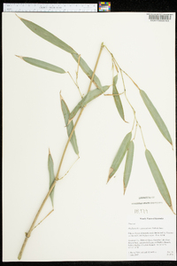 Phyllostachys aureosulcata image