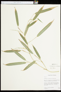 Phyllostachys aureosulcata image