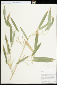 Phyllostachys aureosulcata image