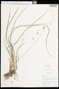 Poa cuspidata image