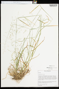 Poa sylvestris image