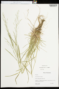 Poa sylvestris image