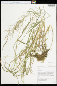 Poa trivialis image