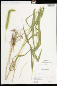 Setaria faberi image