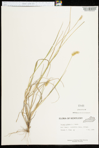 Pennisetum glaucum image