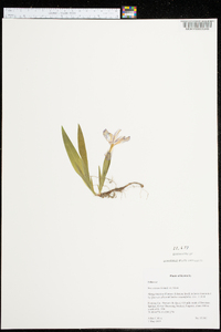 Iris cristata image