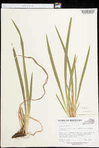 Iris verna image